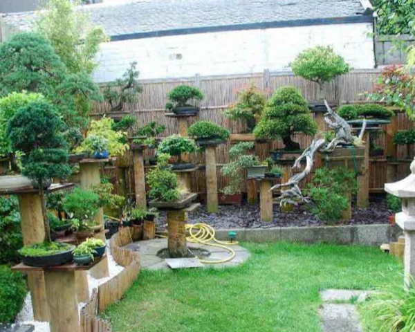 Taman dengan pohon bonsai